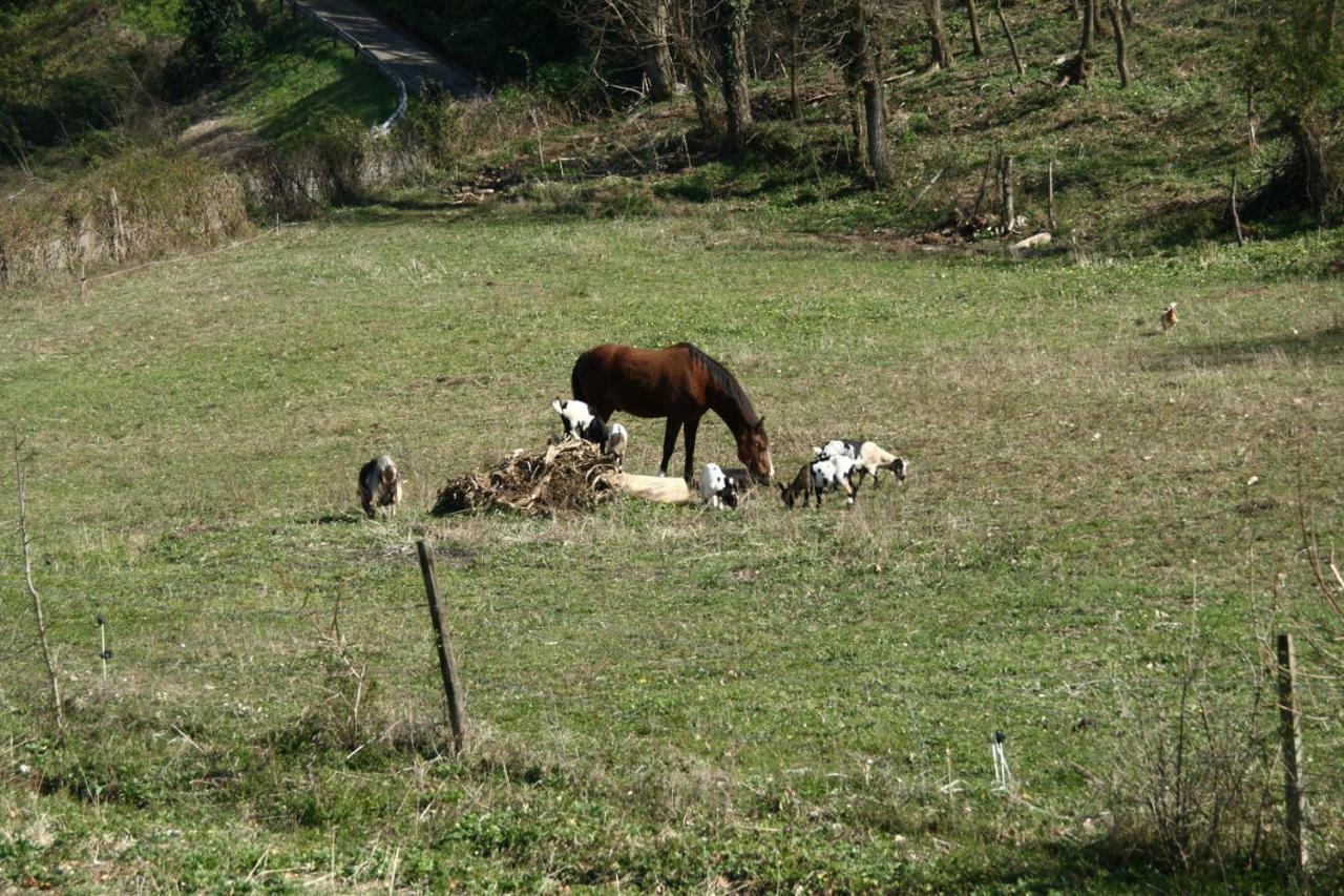 Agriturismo "La Fondazza" Имола Экстерьер фото